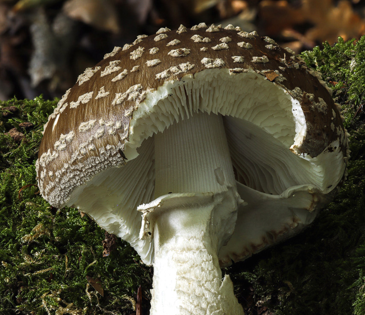Amanita excelsa  by Paul Goby
